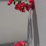 Citronella Apartamento *
