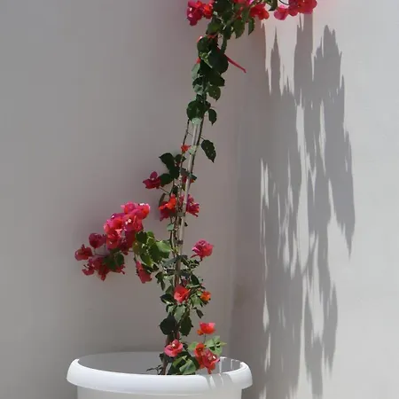 Citronella 아파트