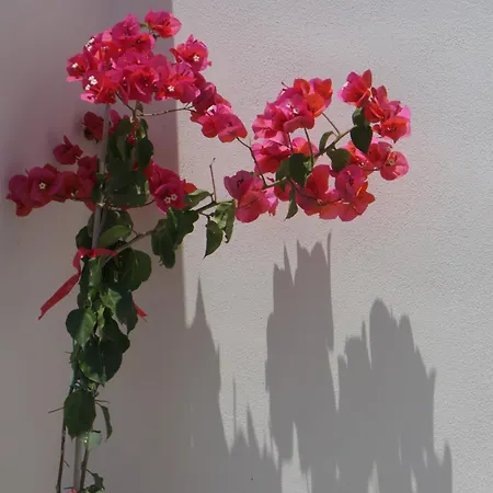 Citronella 마리나디라구사